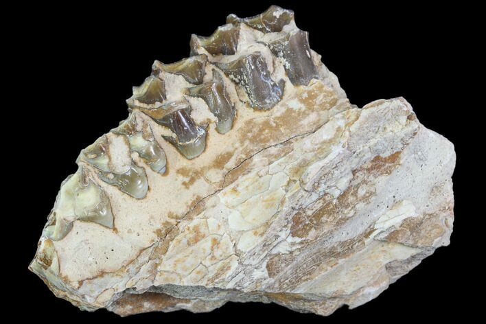 Oreodont (Leptauchenia) Jaw Section - South Dakota #101834